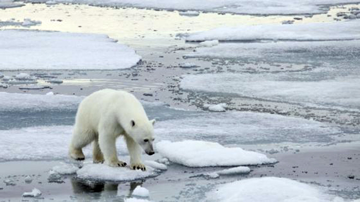 arctic-polar-bear-2