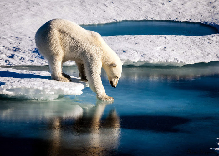 arctic-polar-bear